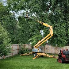 Best Palm Tree Trimming  in Crestview Hills, KY